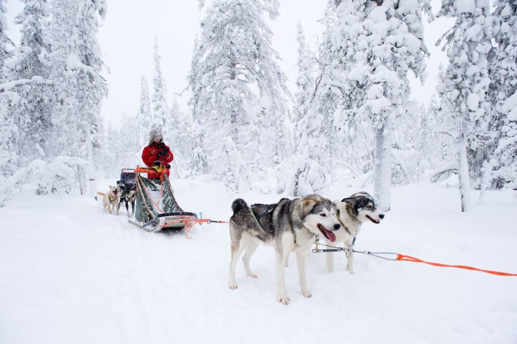 Reyes en Salla Wilderness Lodge